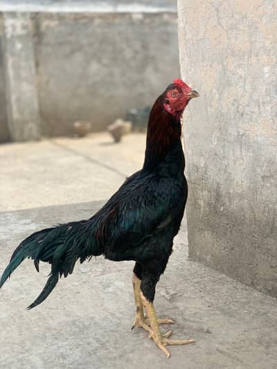 Good Quality Aseel Murgha