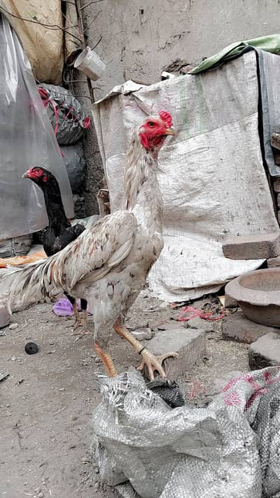 shamo male for sale healthy and active long height ma murga