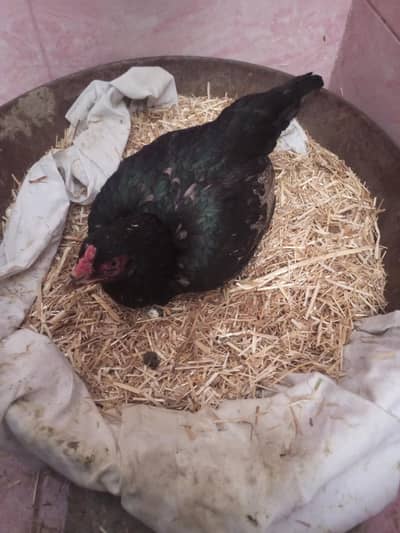 Aseel krook Murghi For Sale