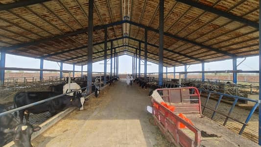 12 Kanal Dairy Farm For Sale