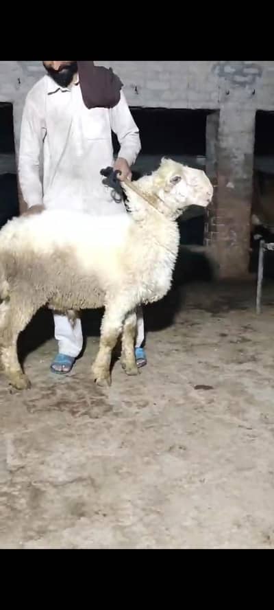 Urgent for Sale Qurbani Mundra Kajla