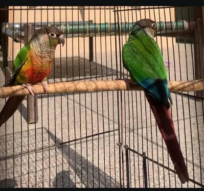 green cheek conure