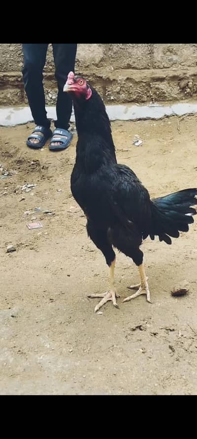 aseel Thai game birds