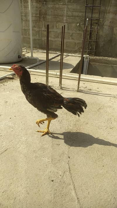 Healthy Murgha Strong Active Ready For Quick Sale