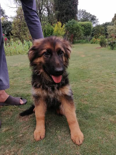 German Shepherd Puppy