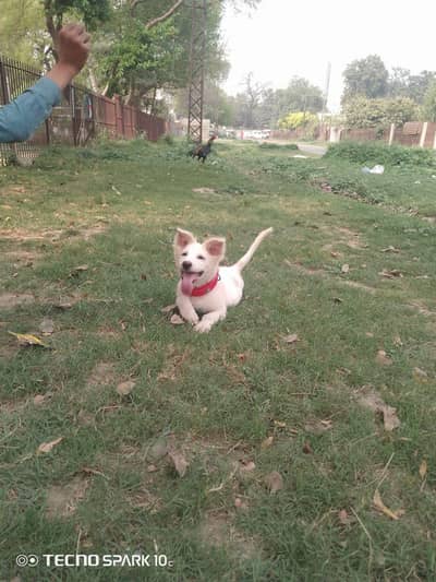 yang male 6manth  age