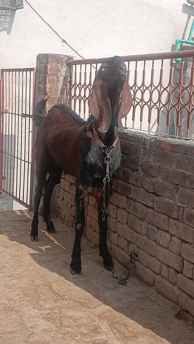 breeder ngra male age 2dant  38 height 03228093448. cal or WhatsApp