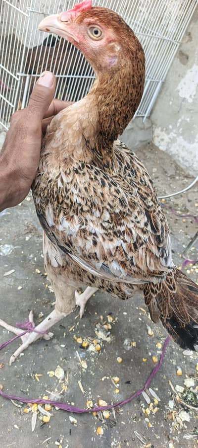 aseel murghi or aseel pathay