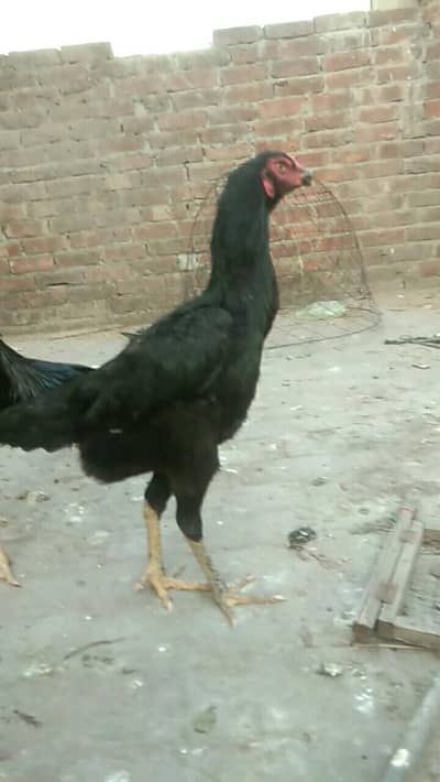 white and shamo females available han white and black and lohman brown