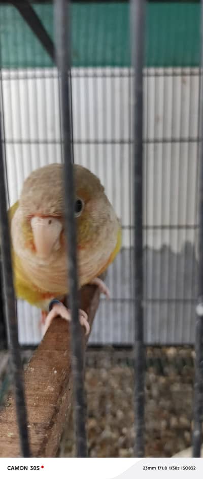 cage and 2 pairs pineapple conure