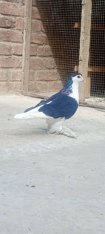 German sherazi female