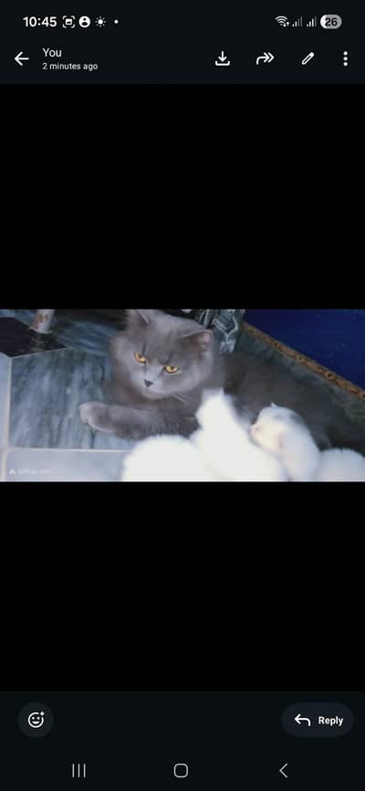 double coated russian