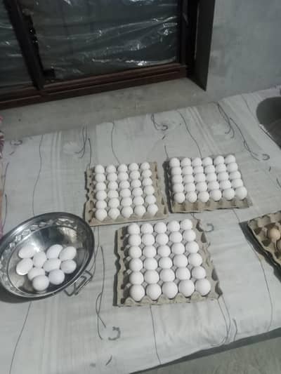 Aseel/ desi/ white leghorn fertile eggs