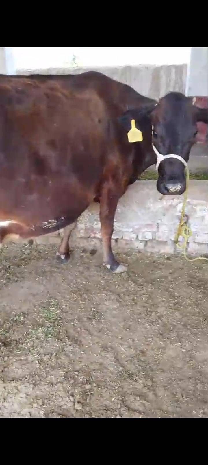 سوا گاے فار سیل 0