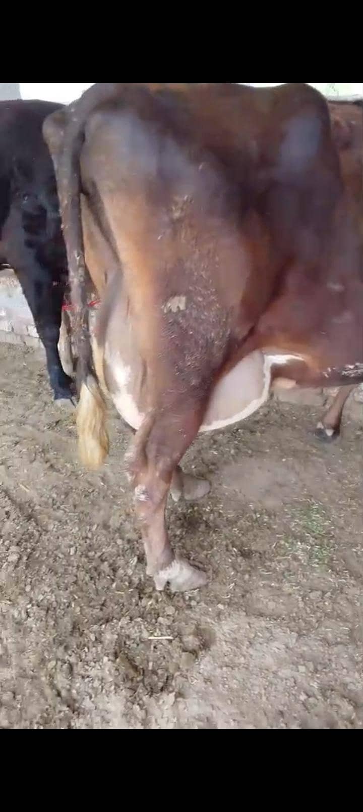 سوا گاے فار سیل 1