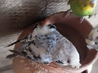 3x hogoromos splitsi Blue black wale dono MALE Hain GREY wala FEMALE