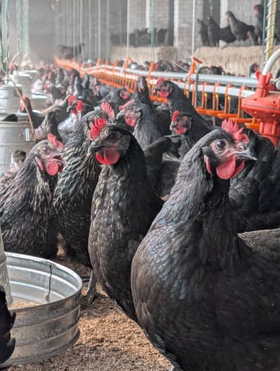 FS - Farm Fresh Organic Eggs