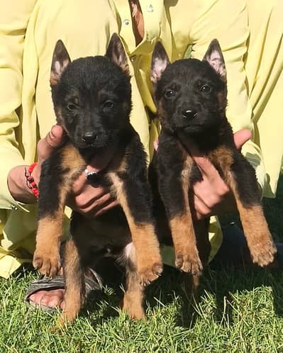 Belgian Shepherd double coat pair for sale