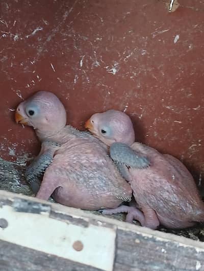 green parrot baby available home breed