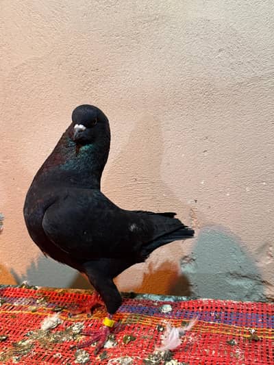 breeder ring bird male