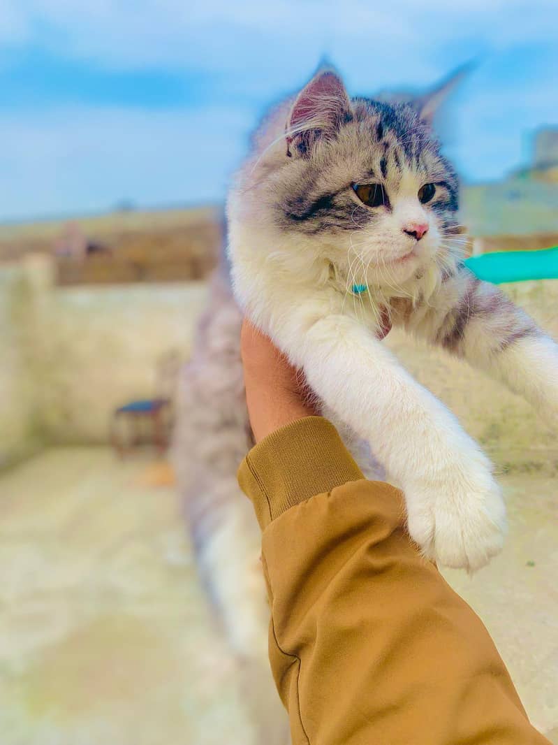 Persian double Coat 0