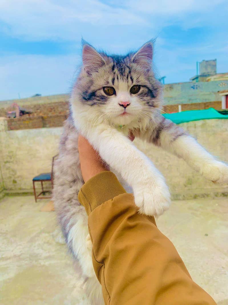 Persian double Coat 1