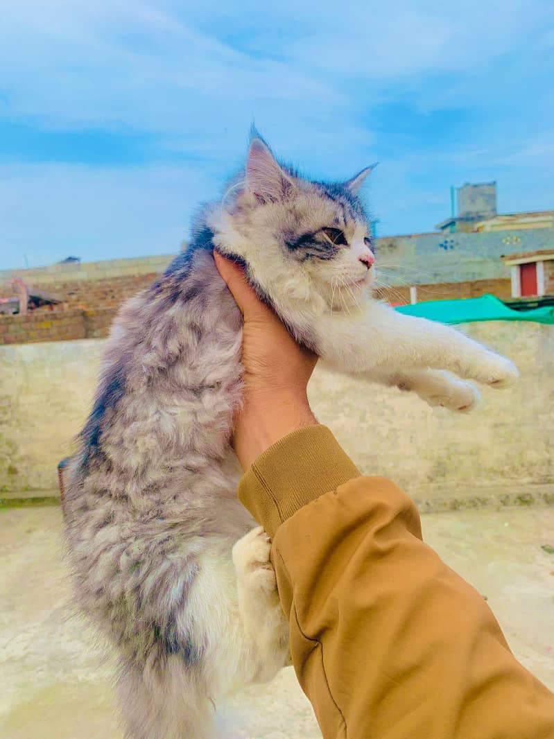 Persian double Coat 2