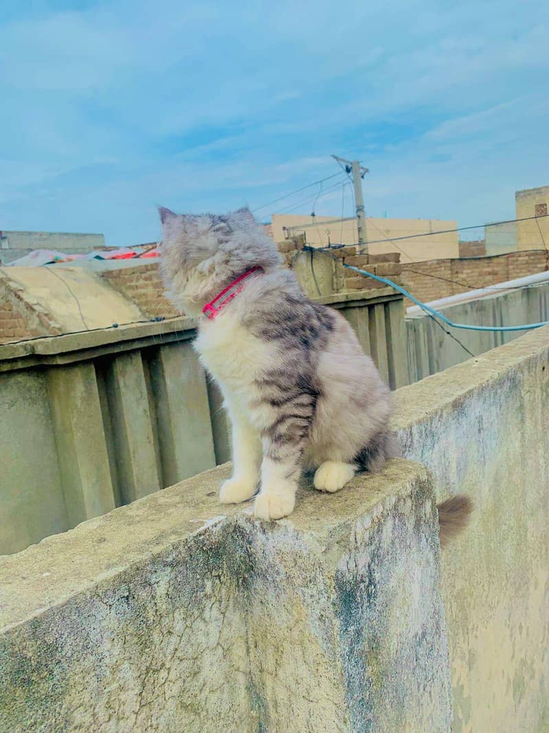 Persian double Coat 3