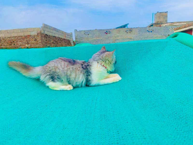 Persian double Coat 4