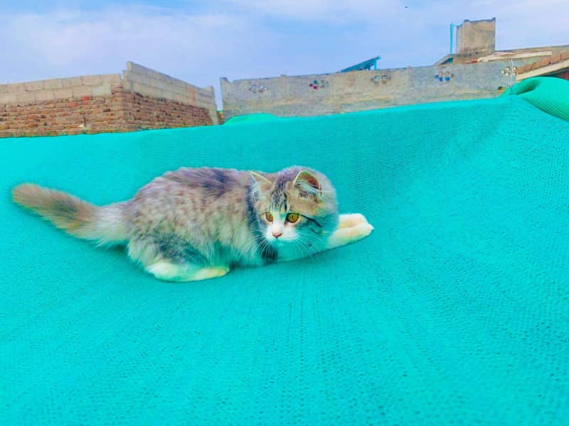 Persian double Coat 5