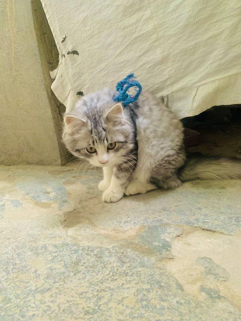 Persian double Coat 6