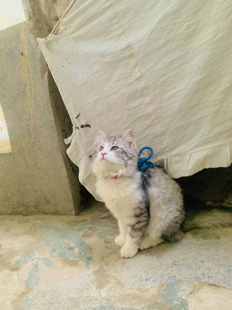 Persian double Coat 7