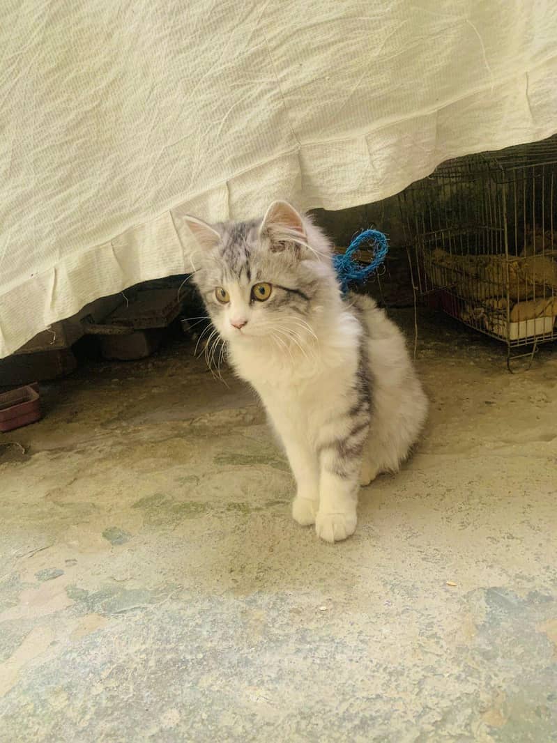 Persian double Coat 8