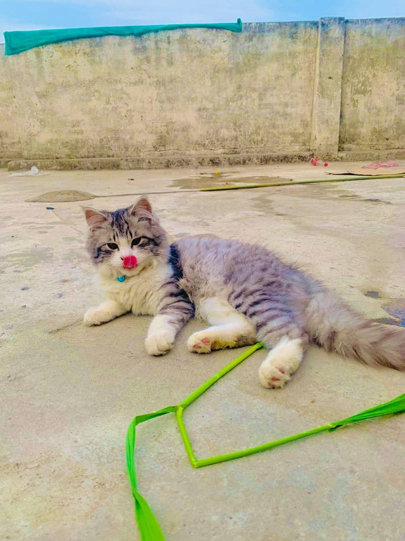 Persian double Coat 9