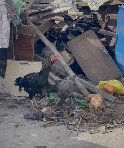 4aseel murghyan 1 murgha