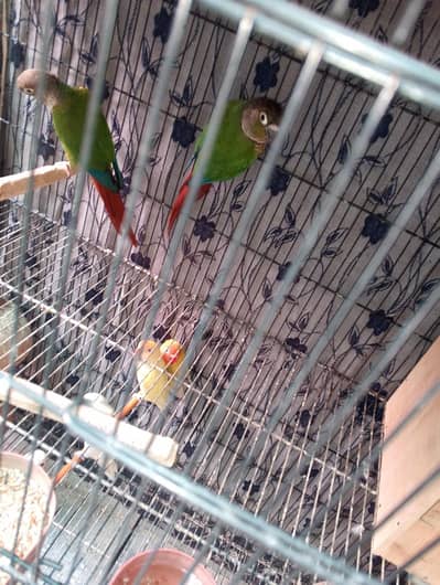 pineapplelovebirds w hite jawa silver jawa and cocktail lucky pegions