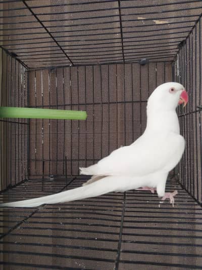 White Ring Neck Male