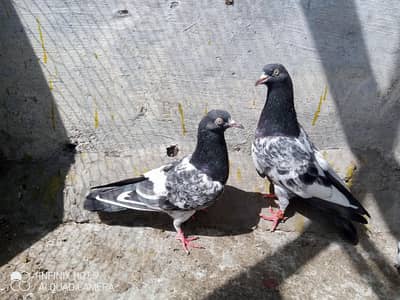 Maharo wala pair for sale