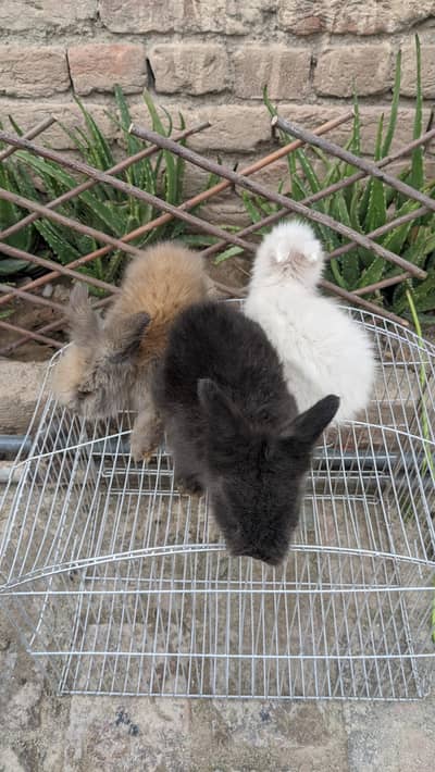 english angora rabbits bunnies pair