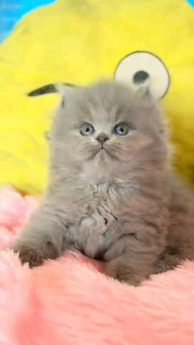 pairsian helthy and active male and female kitten for sale