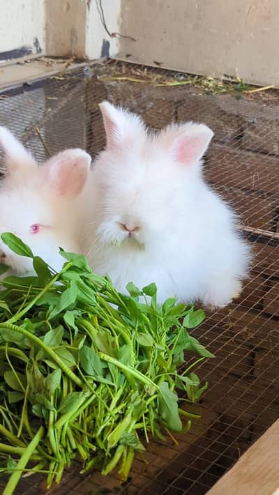 English angora rabbit and Bunnies , Imported doll face