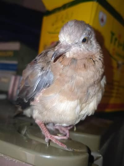 Laughing Dove