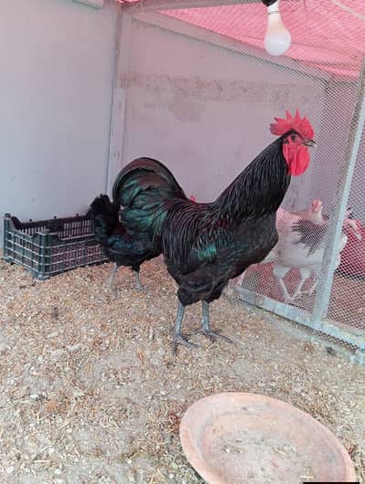 Astrolop Heritage Male Pure