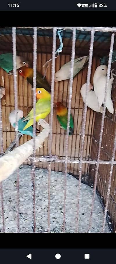 mix colour love birds for sale