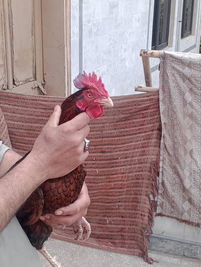 pure bangam patha misri  murghian 03120556669