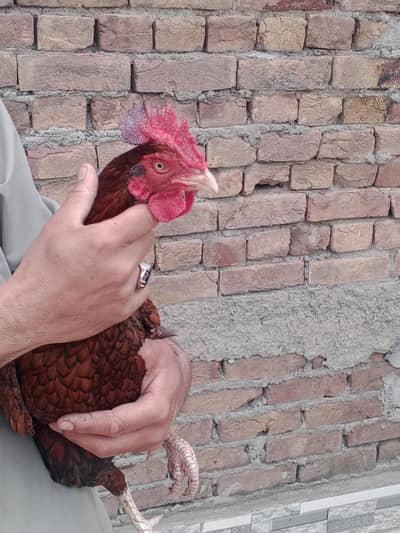 pure bangam patha misri  murghian 03120556669