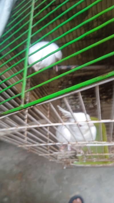 Coptail pair for sale ino red eyes ha adult pair available