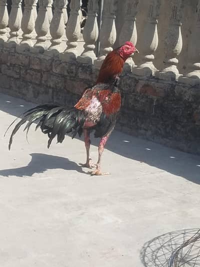 pure aseel pakoya patha