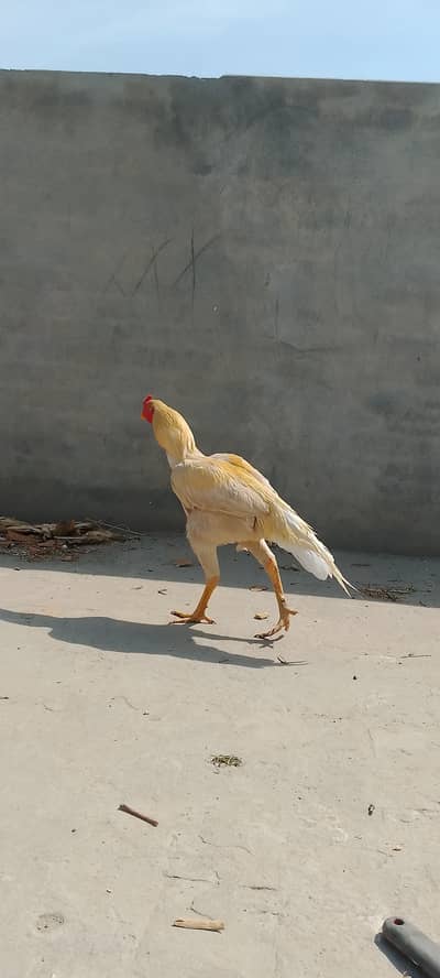 aseel hera beautiful bird