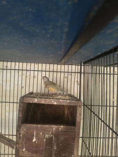 BREEDER SETUP FOR SALE  jawa. bugies. goldian